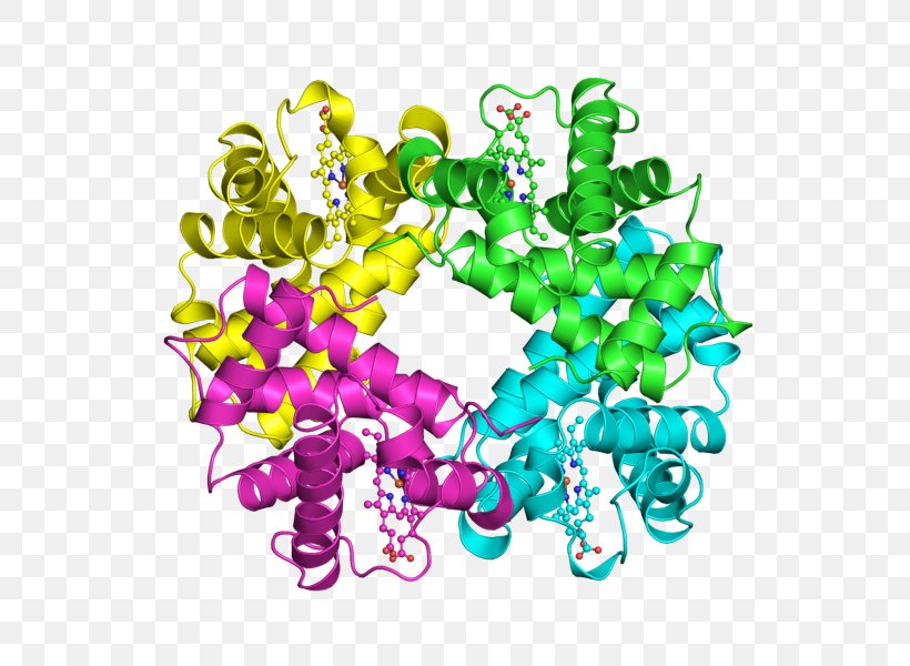 Protein Quaternary Structure Protein Structure Hemoglobin Protein Primary Structure, PNG, 800x600px, Protein Quaternary Structure, Allosteric Regulation, Art, Bead, Biochemistry Download Free