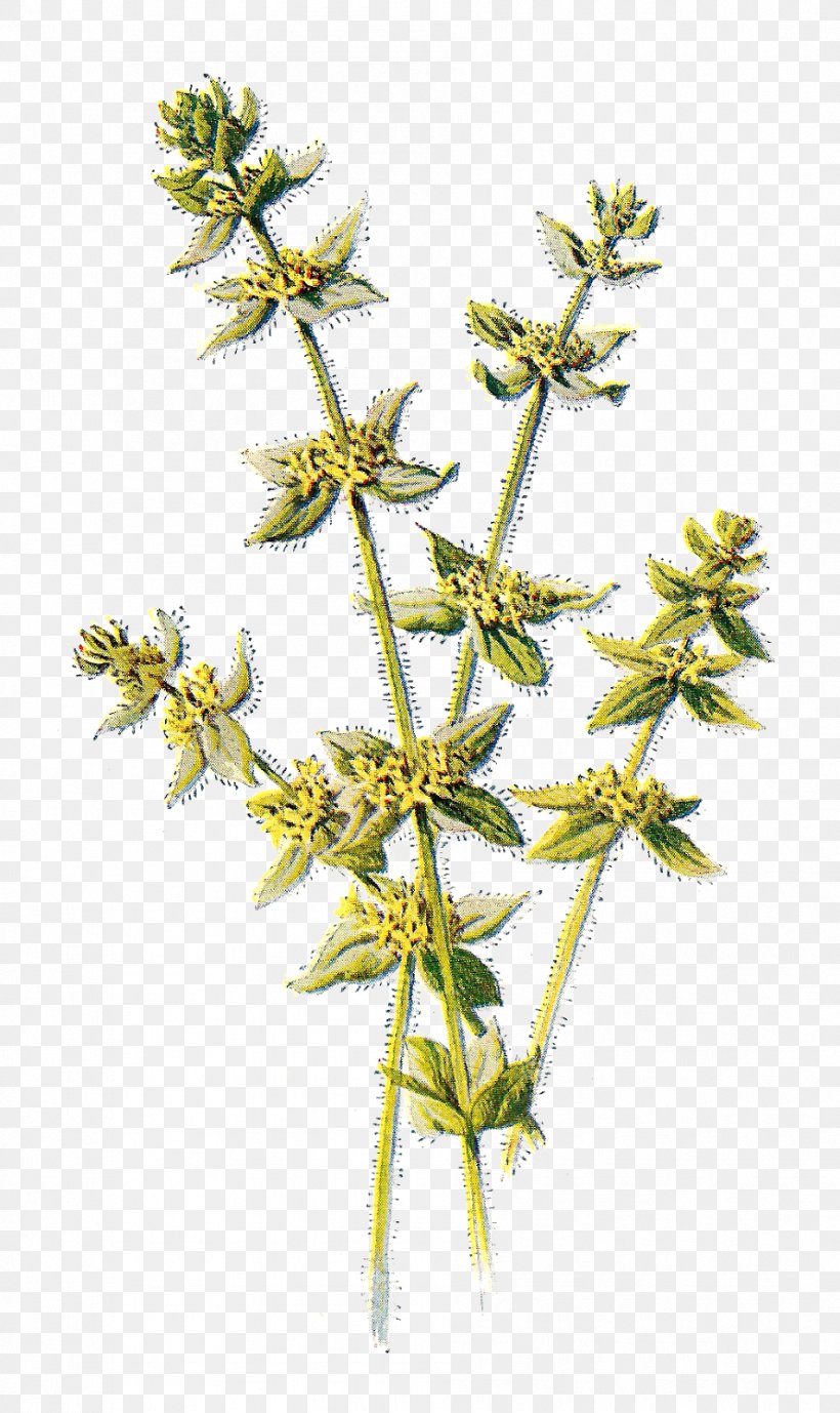 Wildflower Cruciata Laevipes Yellow Clip Art, PNG, 952x1600px, Flower, Antique, Art, Branch, Color Download Free