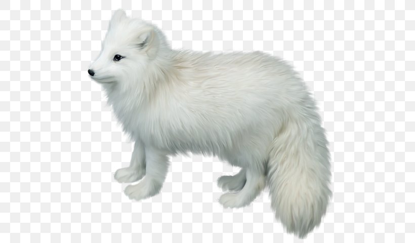 Arctic Fox Gray Wolf Clip Art, PNG, 543x480px, Arctic Fox, Canis Lupus Tundrarum, Carnivoran, Dog Like Mammal, Drawing Download Free