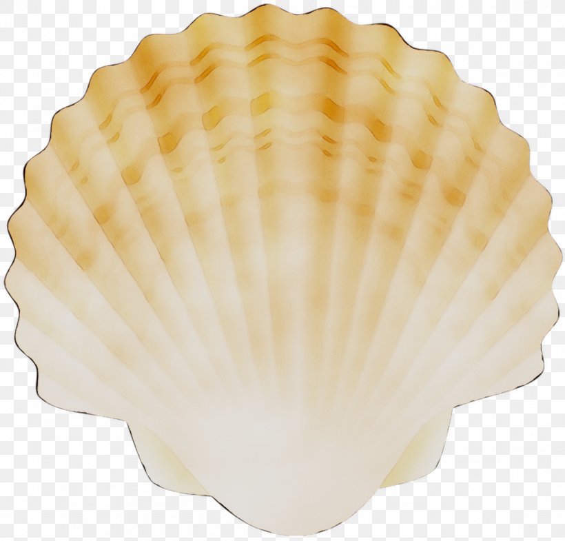 Cockle Conchology Scallops, PNG, 1156x1107px, Cockle, Baking Cup, Beige, Bivalve, Clam Download Free