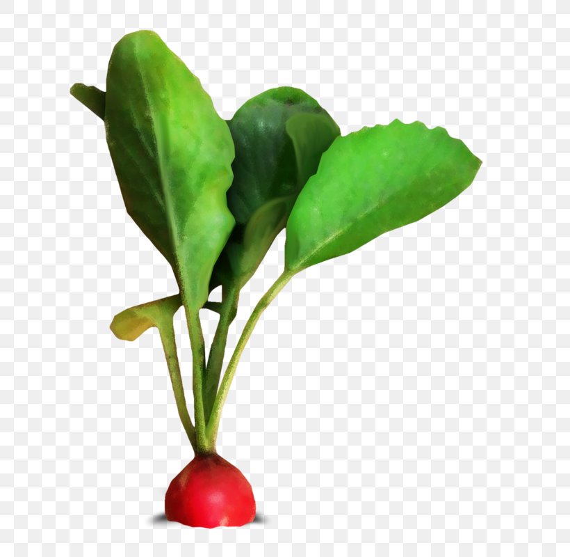 Leaf Vegetable Radish Cải Củ Red, PNG, 689x800px, Leaf Vegetable, Color, Flowerpot, Food, Green Download Free