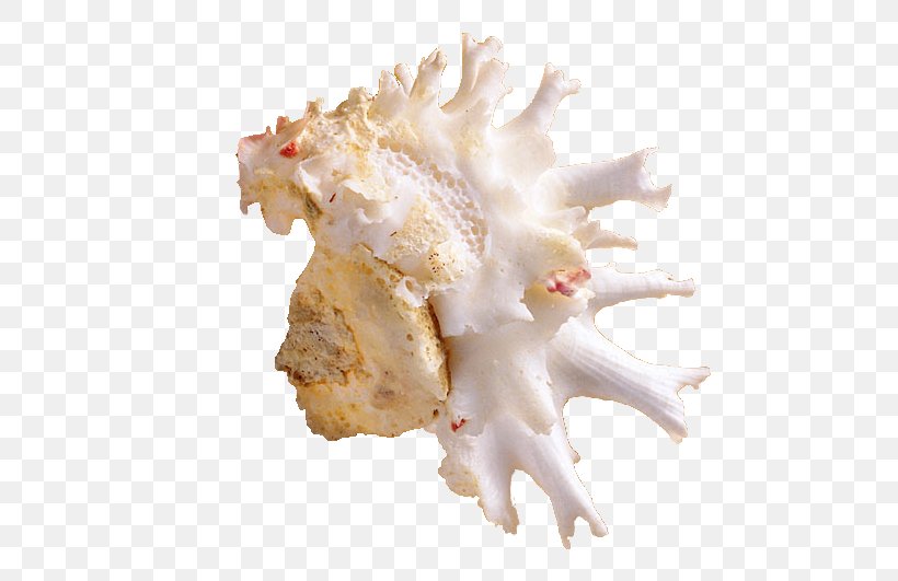 Seashell Sea Snail Conch, PNG, 561x531px, Seashell, Animal Fat, Conch, Marine Biology, Mollusc Shell Download Free