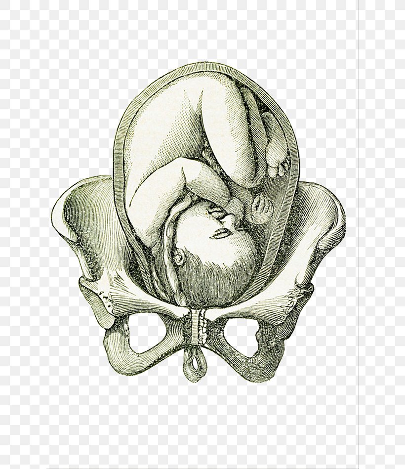 Uterus Fetus Pelvis Pregnancy, PNG, 632x949px, Uterus, Bone, Childbirth, Drawing, Embryo Download Free