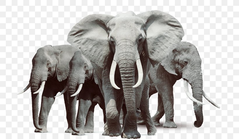 African Elephant Elephantidae Clip Art, PNG, 706x480px, African Elephant, Asian Elephant, Elephant, Elephantidae, Elephants And Mammoths Download Free