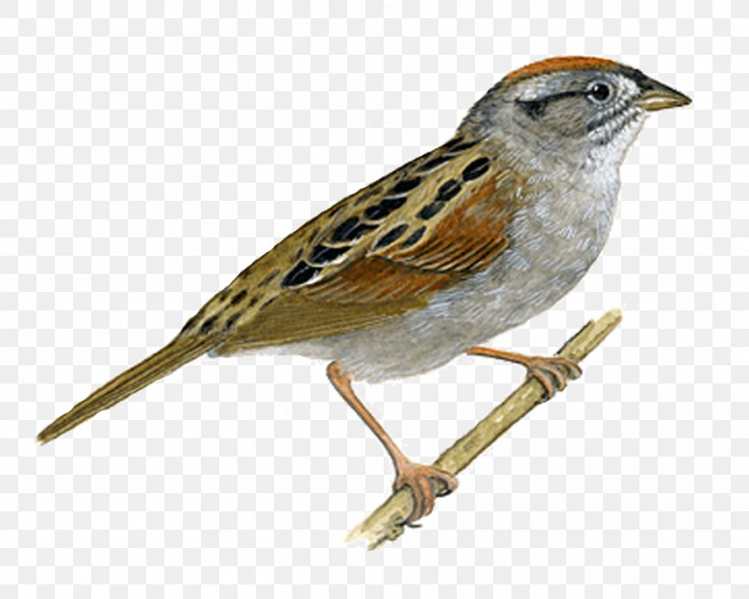 Bird Sooty Shearwater Sparrow Grey-headed Chickadee, PNG, 960x768px, Bird, Beak, Chickadee, Emberizidae, Eurasian Tree Sparrow Download Free