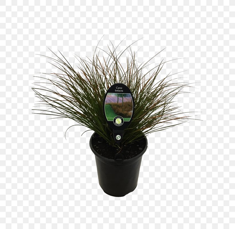 Sedges Grasses New Zealand Garden Liter, PNG, 800x800px, Sedges, Bunnings Warehouse, Feather, Flowerpot, Garden Download Free