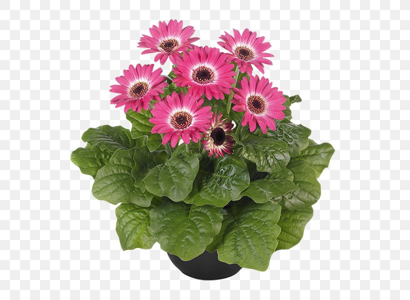 Transvaal Daisy Cut Flowers Floral Design Floristry Seed, PNG, 600x600px, Transvaal Daisy, Annual Plant, Berry, Chrysanthemum, Chrysanths Download Free