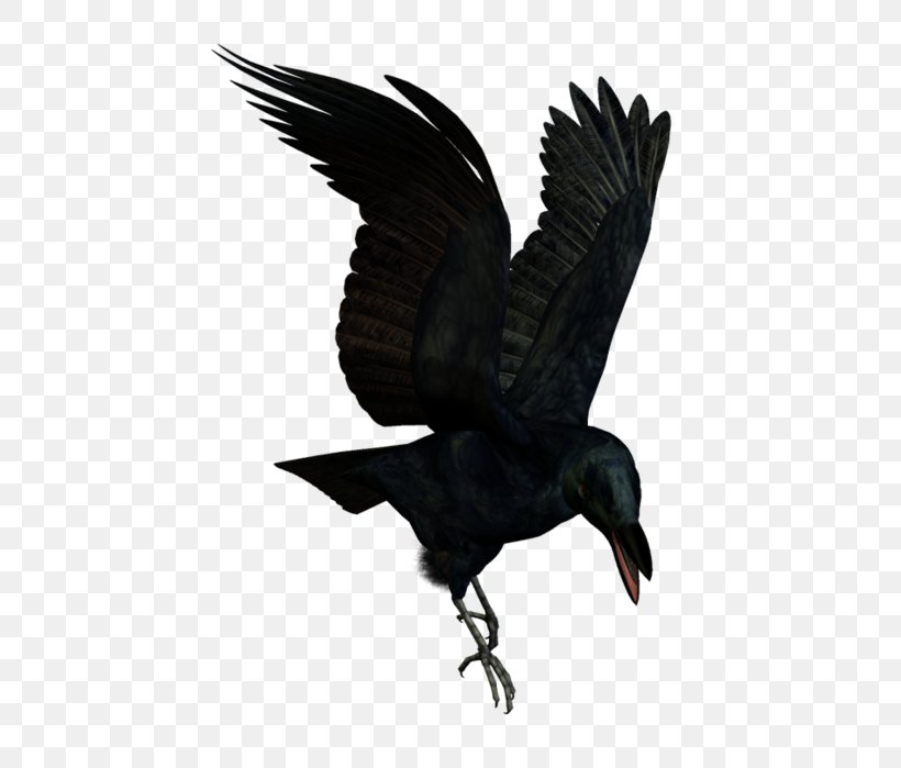 American Crow Bird New Caledonian Crow Rook Flight, PNG, 519x699px, American Crow, Beak, Bird, Bird Of Prey, Carrion Crow Download Free