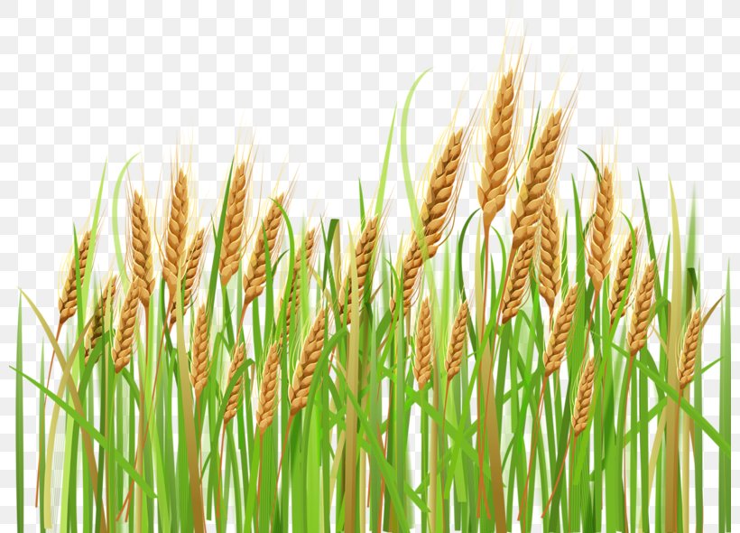 Common Wheat Cereal Ear Clip Art, PNG, 800x590px, Common Wheat, Cereal, Cereal Germ, Chrysopogon Zizanioides, Commodity Download Free