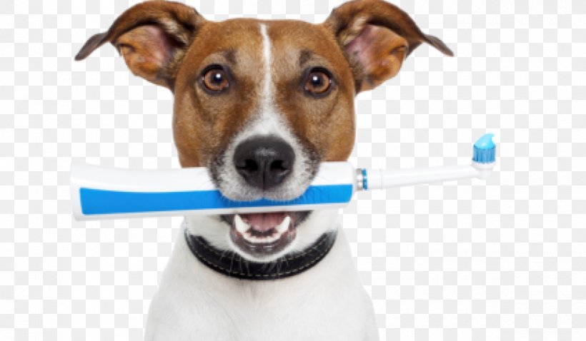 Dog Teeth Cleaning Veterinarian Veterinary Dentistry Pet, PNG, 1200x700px, Dog, Bad Breath, Cleaning, Companion Dog, Dental Calculus Download Free
