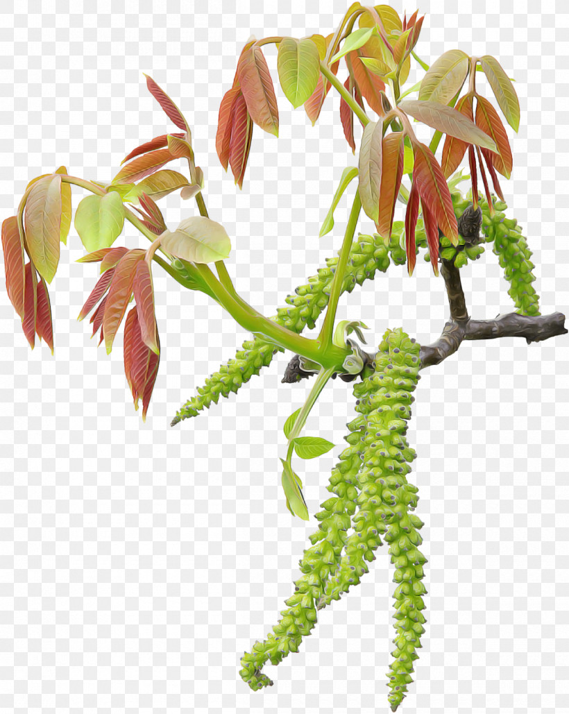 Flower Plant Leaf Tree Plant Stem, PNG, 1200x1507px, Flower, Aquarium Decor, Branch, Houseplant, Leaf Download Free
