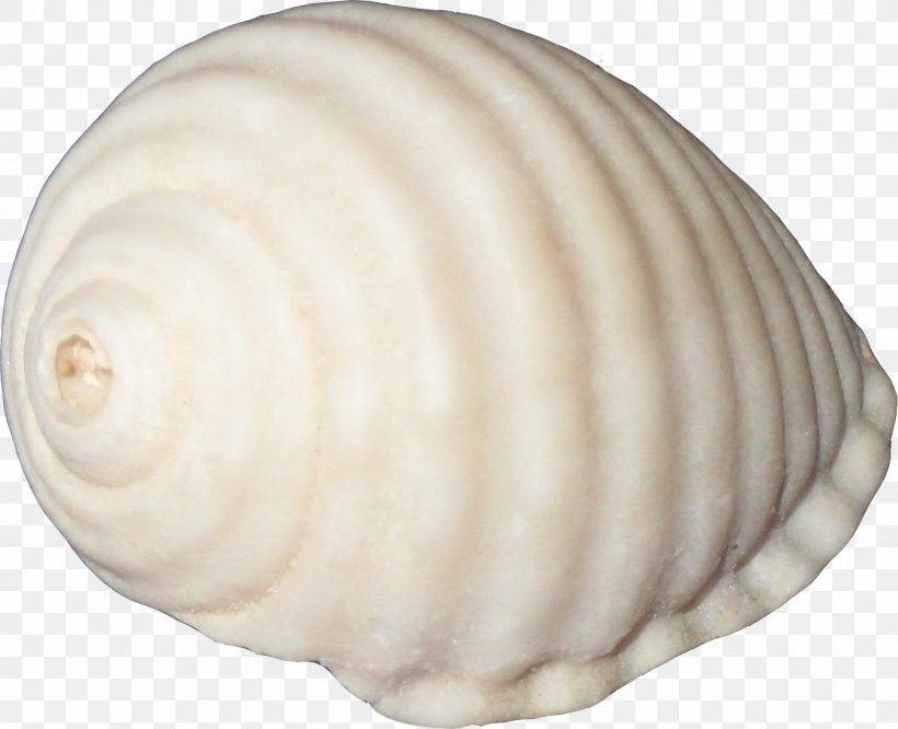 Sea Snail Aquatic Animal, PNG, 1342x1091px, Sea, Aquatic Animal, Baltic Clam, Biology, Clam Download Free