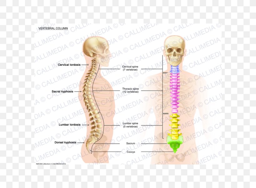 Vertebral Column Anatomy Lordosis Spinal Cord, PNG, 600x600px, Watercolor, Cartoon, Flower, Frame, Heart Download Free