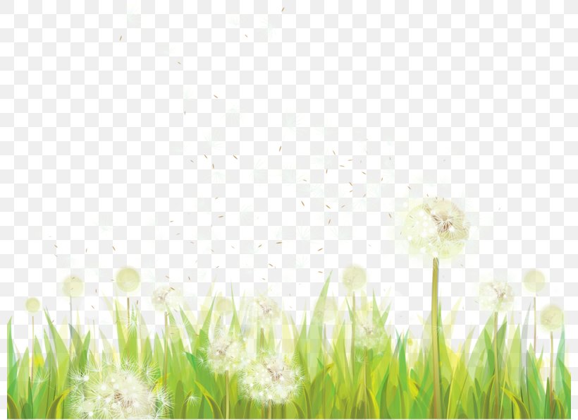 Dandelion Clip Art, PNG, 800x595px, Dandelion, Commodity, Field, Flower, Grass Download Free