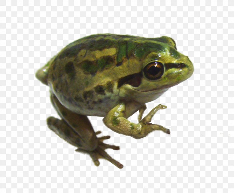 Frog Amphibian, PNG, 1119x923px, Frog, Amphibian, Australian Green Tree Frog, Bullfrog, Fauna Download Free
