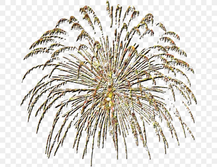 Grasses Fireworks LINE, PNG, 670x632px, Grasses, Branch, Fireworks, Flowering Plant, Grass Download Free