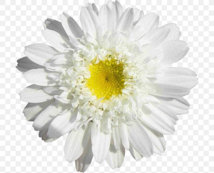 Margarita Common Daisy Drawing, PNG, 700x665px, Margarita, Annual Plant, Aster, Chamaemelum Nobile, Chamomile Download Free