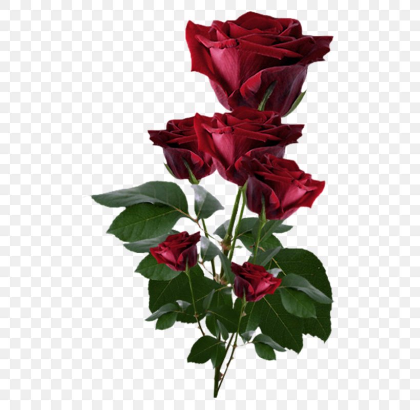 Rose Desktop Wallpaper Clip Art, PNG, 700x800px, Rose, Annual Plant, China Rose, Color, Cut Flowers Download Free