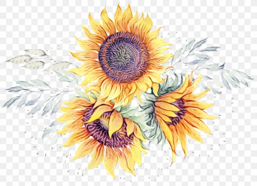 Watercolor Flower Background, PNG, 1024x742px, Watercolor, Artist, Closeup, Common Sunflower, Drawing Download Free