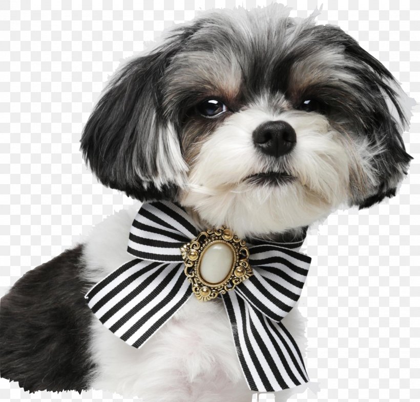 Dog Breed Shih Tzu Lhasa Apso Havanese Dog Morkie, PNG, 1631x1565px, Dog Breed, Breed, Carnivoran, Collar, Companion Dog Download Free