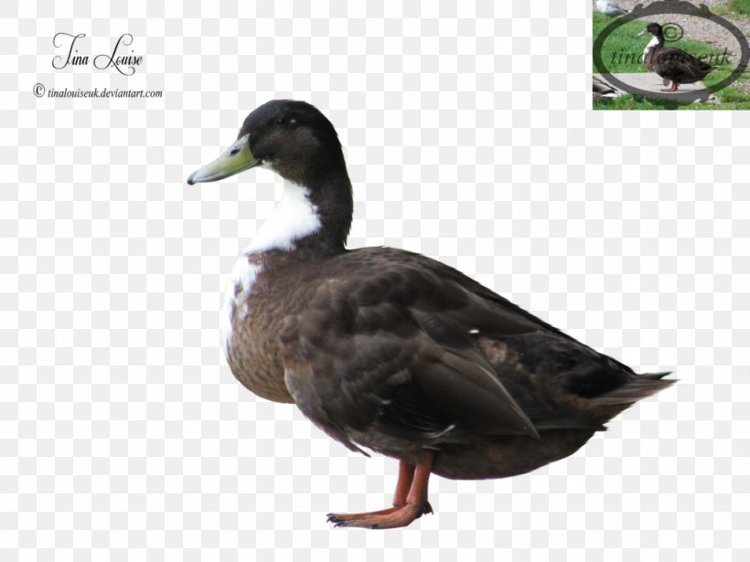 Mallard Goose Duck Fauna Beak, PNG, 1024x768px, Mallard, Beak, Bird, Duck, Ducks Geese And Swans Download Free