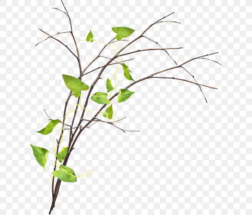 Twig Tree Branch Clip Art, PNG, 625x699px, Twig, Branch, Chemical Element, Computer Software, Flora Download Free