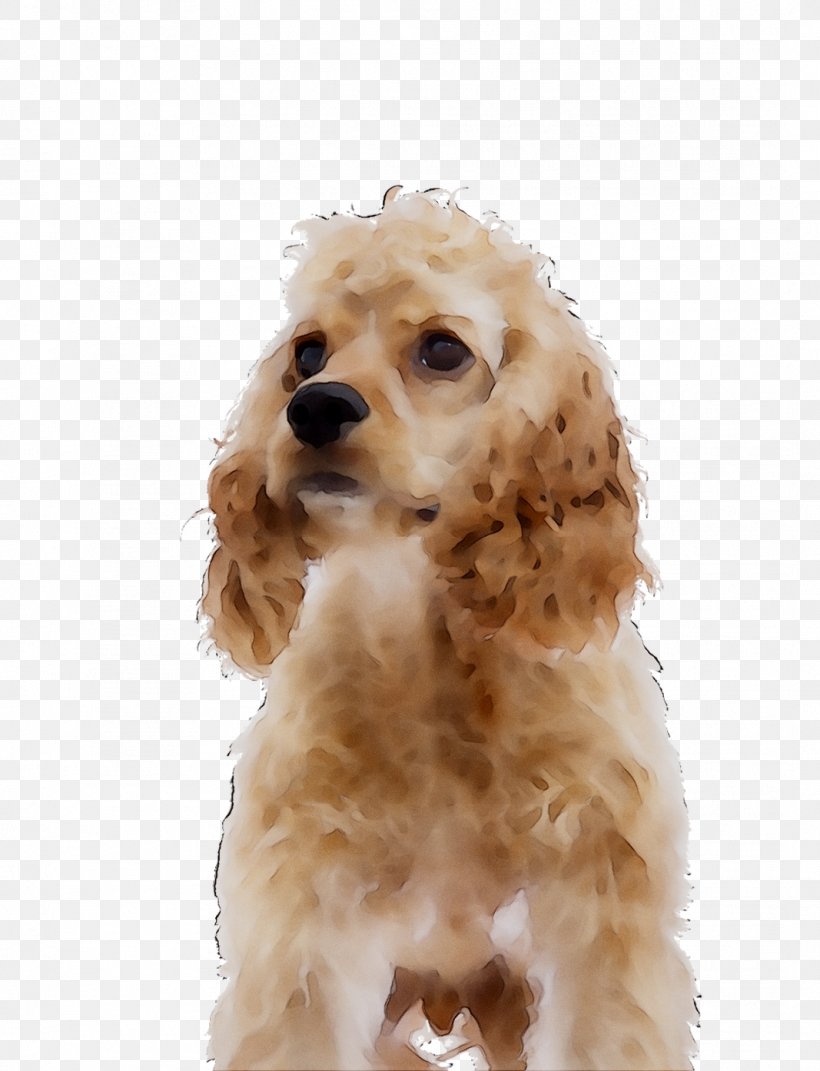 American Cocker Spaniel Puppy Shih Tzu English Cocker Spaniel Cockapoo, PNG, 1067x1394px, American Cocker Spaniel, Canidae, Carnivore, Cockapoo, Cocker Spaniel Download Free