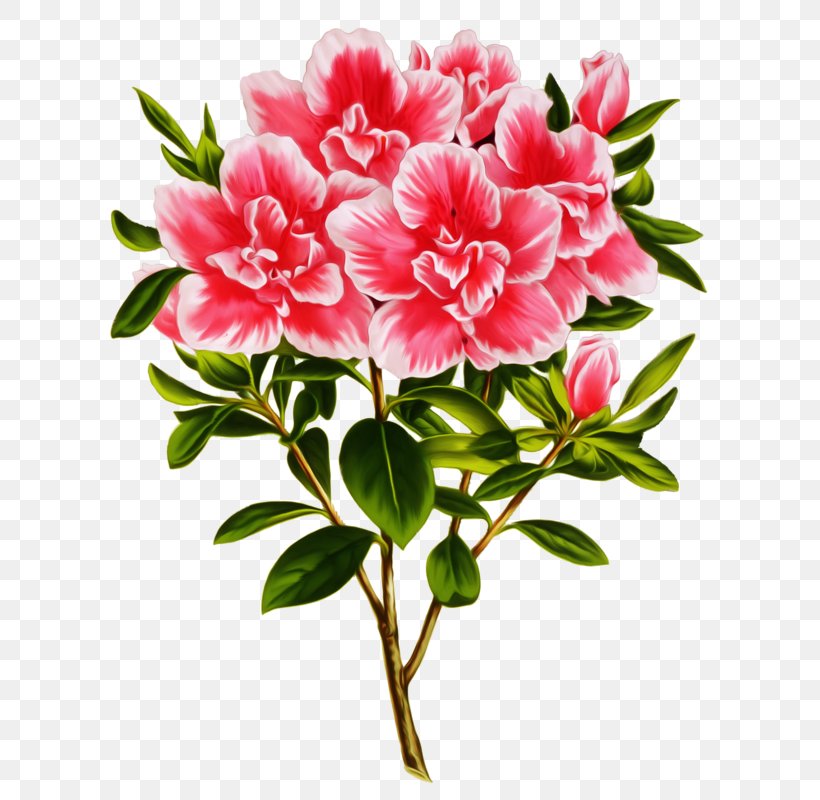 Azalea Photography Clip Art, PNG, 624x800px, Azalea, Annual Plant, Can Stock Photo, Cut Flowers, Floral Design Download Free