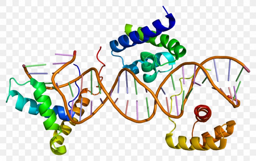 SOX2 SOX Gene Family FOXP2 Testis-determining Factor Transcription Factor, PNG, 1118x706px, Sox Gene Family, Area, Artwork, Cell, Dna Download Free