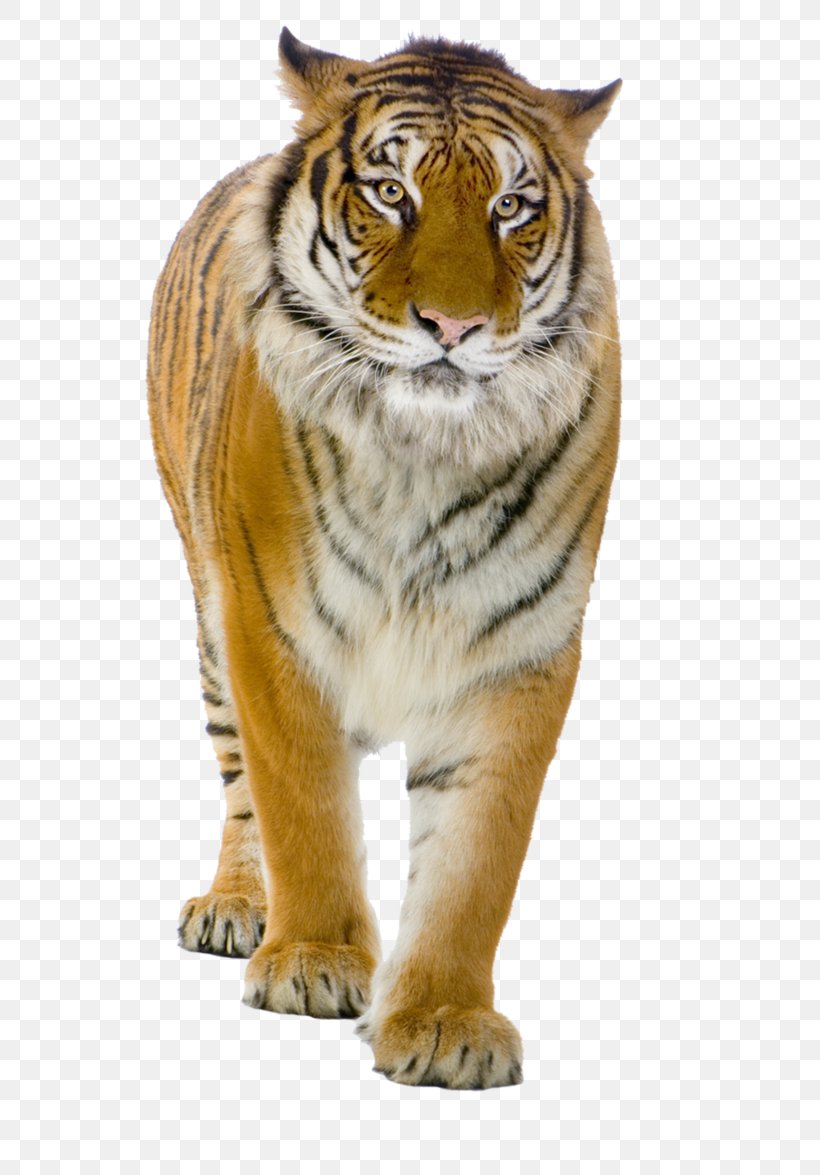 Tiger Felidae Lion, PNG, 680x1175px, Tiger, Big Cats, Carnivoran, Cat Like Mammal, Display Resolution Download Free