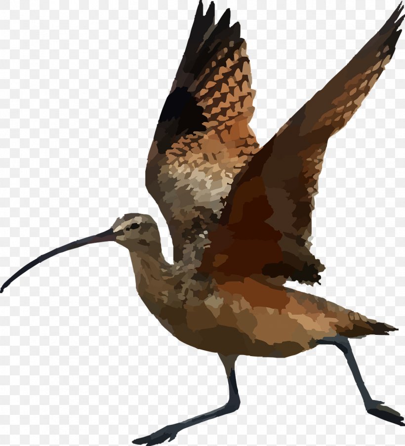 Bird Long-billed Curlew Beak Clip Art, PNG, 1162x1280px, Bird, Beak, Bristlethighed Curlew, Curlew, Fauna Download Free