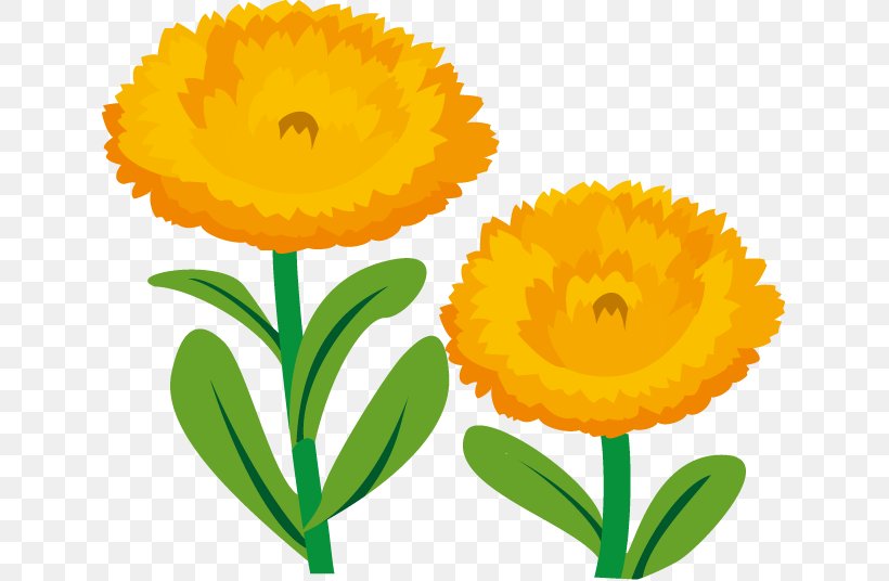 Calendula Officinalis Cut Flowers Clip Art, PNG, 631x536px, Calendula Officinalis, Calendula, Cut Flowers, Daisy Family, Flower Download Free