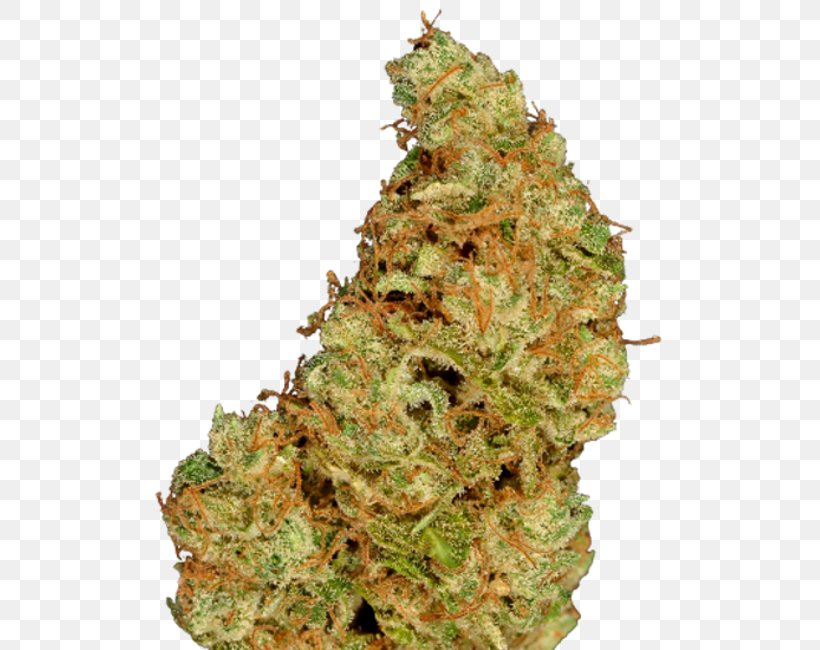 Cannabis Hemp Conifer Cone Seed Tetrahydrocannabinol, PNG, 550x650px, 2017, Cannabis, Colombia, Conifer Cone, Cultivar Download Free