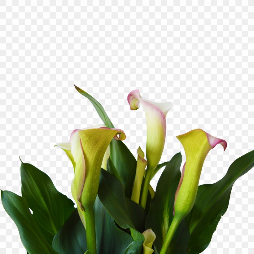 Floral Design Cut Flowers Plant Stem, PNG, 3599x3599px, Floral Design, Arum, Cut Flowers, Floristry, Flower Download Free