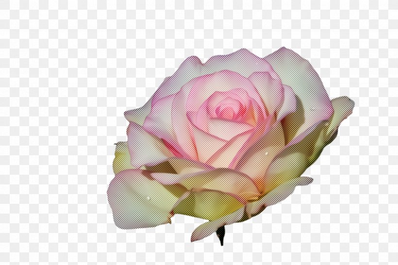 Garden Roses, PNG, 2448x1632px, Pink, Flower, Garden Roses, Hybrid Tea Rose, Petal Download Free