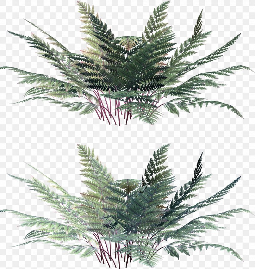 Leaf Vascular Plant Fern Clip Art, PNG, 1981x2090px, Leaf, Arecales, Branch, Burknar, Conifer Download Free