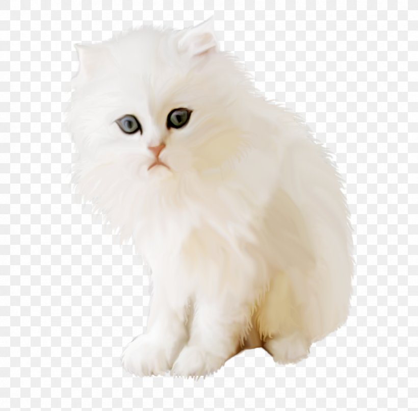 Persian Cat British Semi-longhair Asian Semi-longhair Minuet Cat Kitten ...