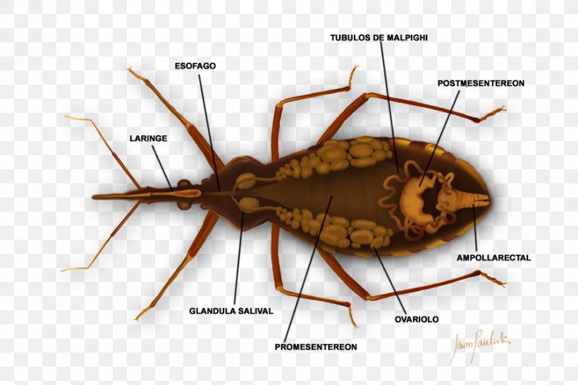 Triatoma Infestans Chagas Disease Bedbug Medicine, PNG, 900x600px, Triatoma Infestans, Arthropod, Assassin Bug, Bedbug, Chagas Disease Download Free
