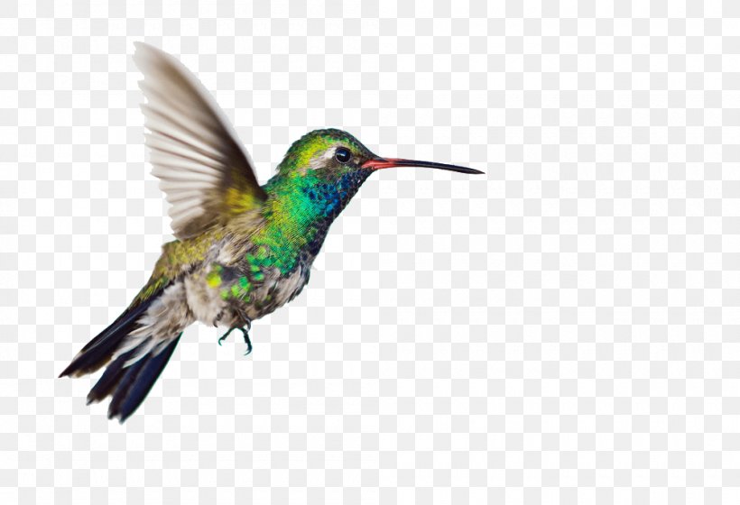 Hummingbird Clip Art Image, PNG, 1000x683px, Hummingbird, Animal, Beak, Bird, Coraciiformes Download Free