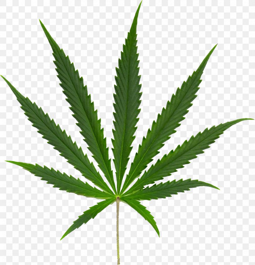 Marijuana Cannabis Ruderalis Cannabis Sativa Subsp. Indica Cannabis Smoking, PNG, 1191x1234px, Kush, Cannabis, Cannabis Ruderalis, Cannabis Sativa, Drug Download Free