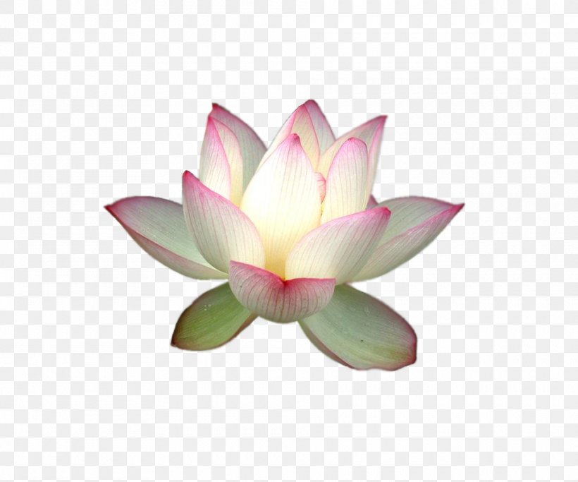 Nelumbo Nucifera Yoga Ayurveda, PNG, 960x800px, Nelumbo Nucifera, Aquatic Plant, Ayurveda, Email, Flower Download Free