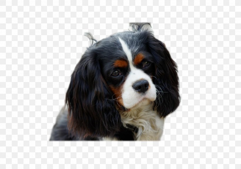 Cavalier King Charles Spaniel Puppy Dog Breed, PNG, 2480x1748px, Cavalier King Charles Spaniel, American Kennel Club, Breed, Carnivoran, Companion Dog Download Free