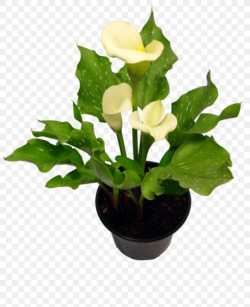 Houseplant Cut Flowers Floristry, PNG, 800x1009px, Plant, Arum, Arumlily, Burknar, Callalily Download Free