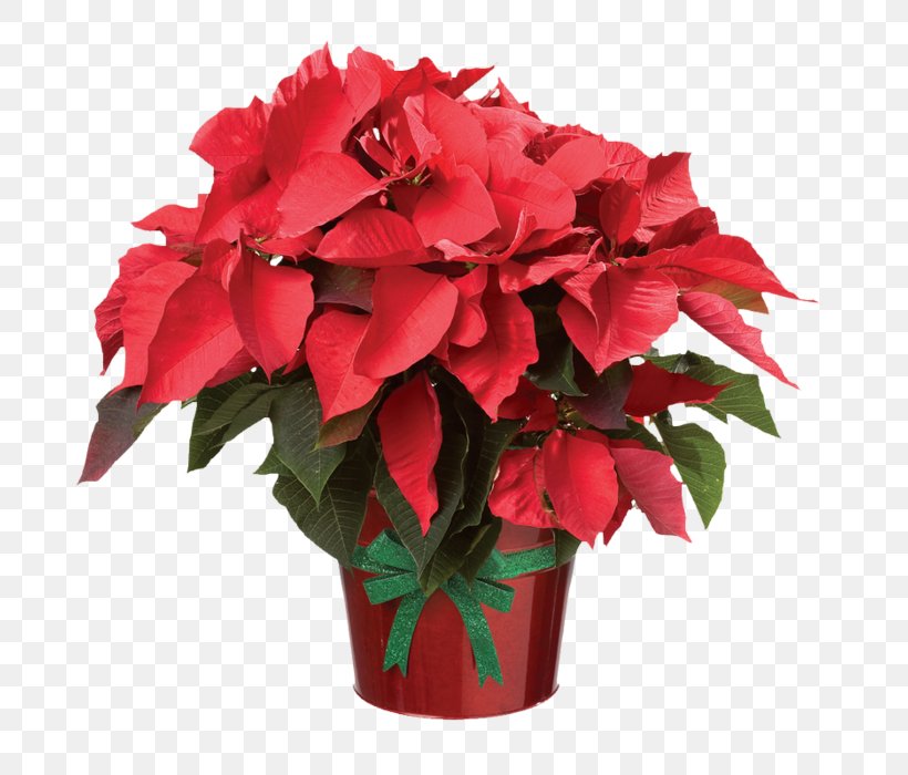 Poinsettia Flower Christmas Clip Art, PNG, 700x700px, Poinsettia, Annual Plant, Art, Begonia, Christmas Download Free