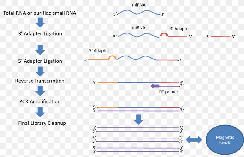 Small RNA Sequencing RNA-Seq Illumina, PNG, 1075x690px, Small Rna, Area, Blue, Brand, Diagram Download Free