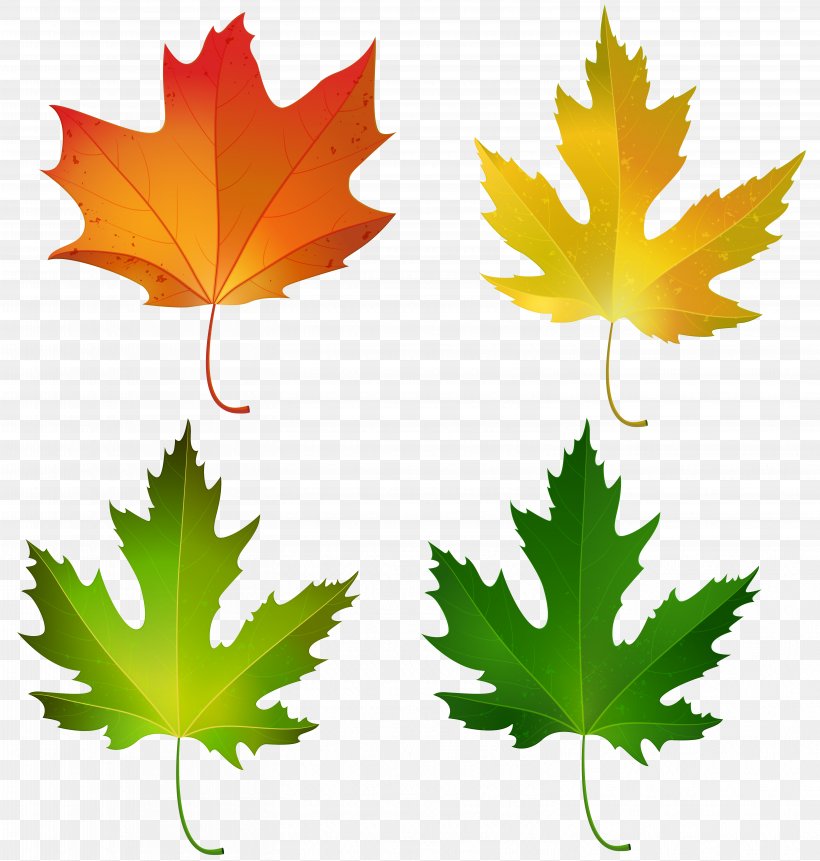 Sugar Maple Maple Leaf Autumn Clip Art, PNG, 6053x6360px, Sugar Maple, Autumn, Autumn Leaf Color, Color, Flag Of Canada Download Free