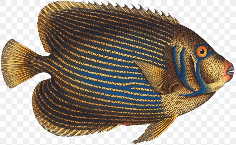 Tilapia Marine Biology Ichthyology Histoire Naturelle Auction, PNG, 3000x1844px, Tilapia, Auction, Biology, Bony Fish, Face Card Download Free