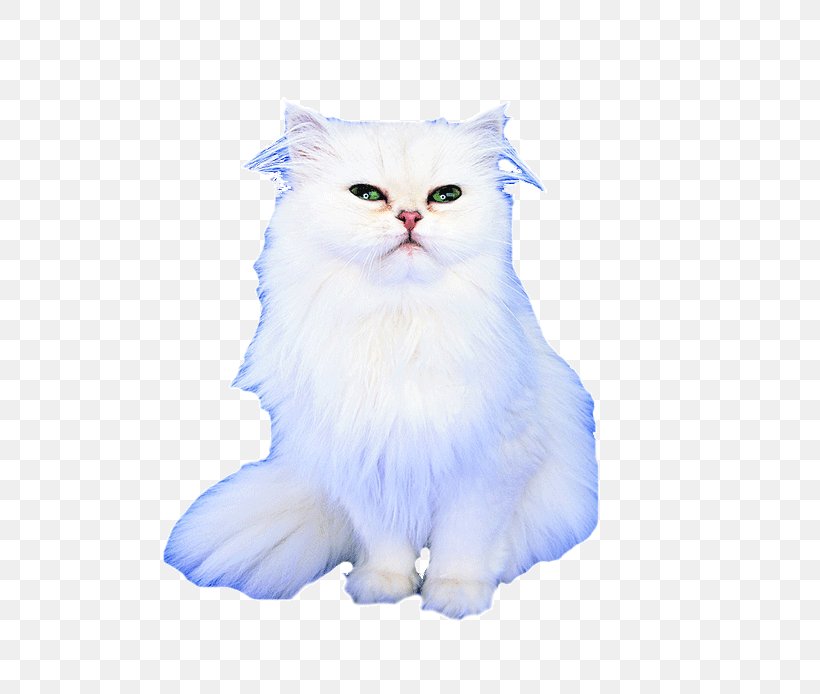 Persian Cat Asian Semi-longhair Whiskers Kitten Domestic Short-haired Cat, PNG, 694x694px, Persian Cat, Asian Semi Longhair, Asian Semilonghair, Book, Carnivoran Download Free