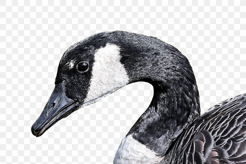 Goose Wild Animal, PNG, 1920x1280px, Goose, Animal, Beak, Bird, Blackandwhite Download Free