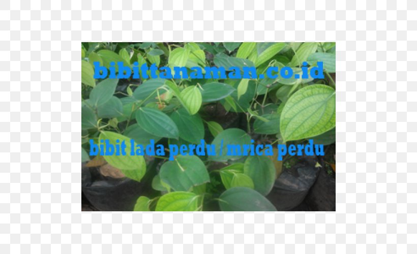 Black Pepper Benih Crop Shrub Agriculture, PNG, 500x500px, Black Pepper, Agriculture, Auglis, Benih, Crop Download Free